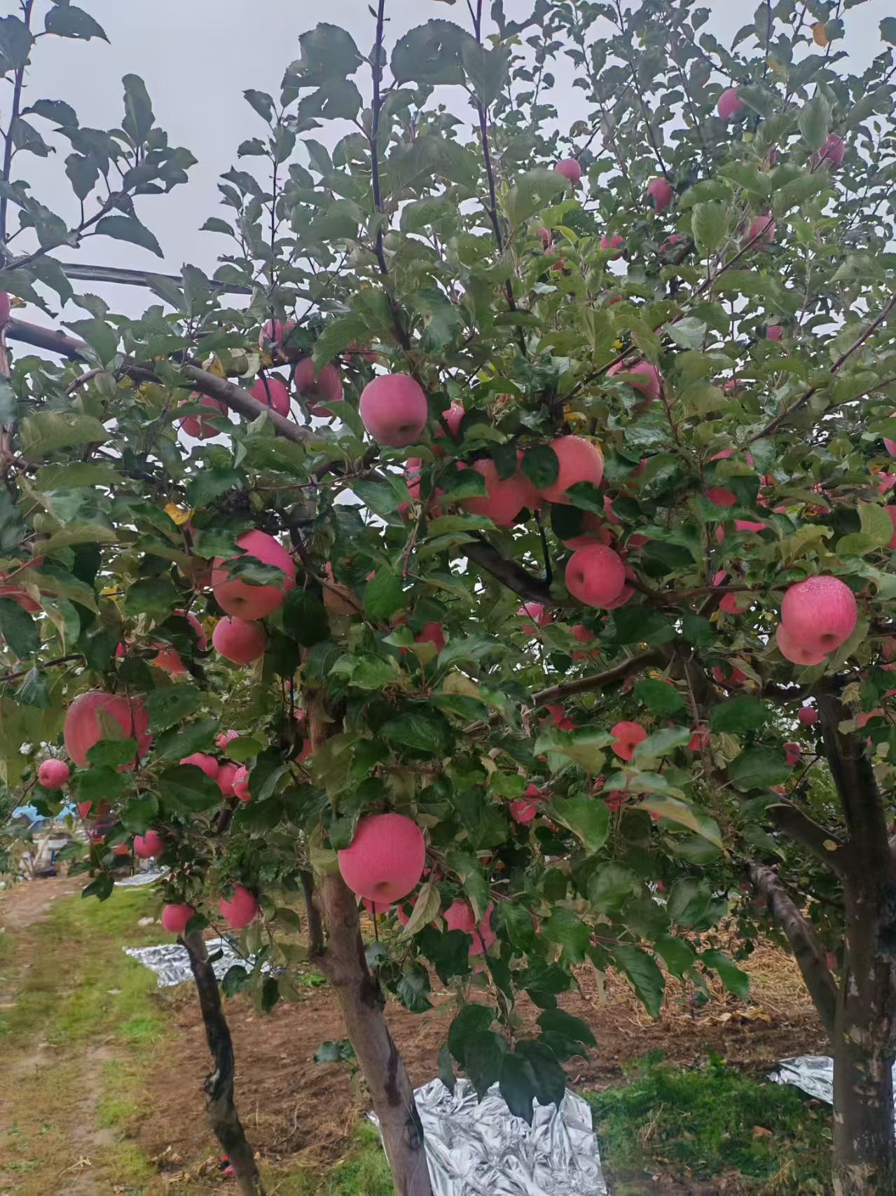 庆阳农场果树